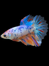 Load image into Gallery viewer, TOP GRADE Female Halfmoon - Candy #2429 - Live Betta Fish
