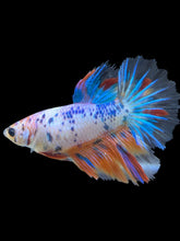 Load image into Gallery viewer, TOP GRADE Female Halfmoon - Candy #2429 - Live Betta Fish
