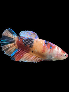 GIANT Male Halfmoon Plakat - Candy #242 - Live Betta Fish