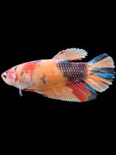 Load image into Gallery viewer, GIANT Male Halfmoon Plakat - Candy #242 - Live Betta Fish
