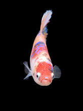 Load image into Gallery viewer, GIANT Male Halfmoon Plakat - Candy #242 - Live Betta Fish
