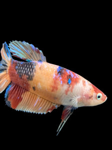 GIANT Male Halfmoon Plakat - Candy #242 - Live Betta Fish