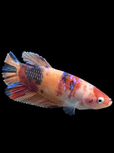 GIANT Male Halfmoon Plakat - Candy #242 - Live Betta Fish