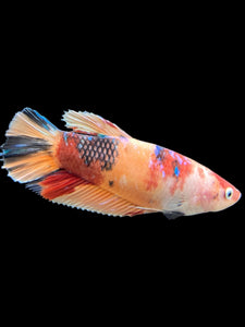 GIANT Male Halfmoon Plakat - Candy #242 - Live Betta Fish