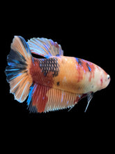 Load image into Gallery viewer, GIANT Male Halfmoon Plakat - Candy #242 - Live Betta Fish
