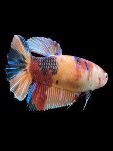 GIANT Male Halfmoon Plakat - Candy #242 - Live Betta Fish