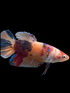 GIANT Male Halfmoon Plakat - Candy #242 - Live Betta Fish