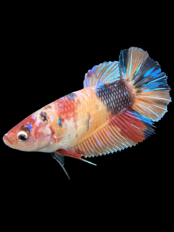 GIANT Male Halfmoon Plakat - Candy #242 - Live Betta Fish