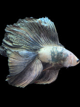 Load image into Gallery viewer, Male Fullmoon - Snow Copper #2431 - Live Betta Fish
