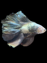Load image into Gallery viewer, Male Fullmoon - Snow Copper #2431 - Live Betta Fish
