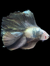 Load image into Gallery viewer, Male Fullmoon - Snow Copper #2431 - Live Betta Fish
