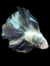 Load image into Gallery viewer, Male Fullmoon - Snow Copper #2431 - Live Betta Fish
