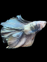Load image into Gallery viewer, Male Fullmoon - Snow Copper #2431 - Live Betta Fish
