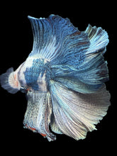 Load image into Gallery viewer, Male Fullmoon - Snow Copper #2431 - Live Betta Fish
