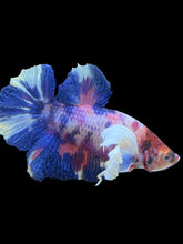 Load image into Gallery viewer, Male Halfmoon Plakat - Candy Dumbo #2432 - Live Betta Fish
