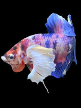 Load image into Gallery viewer, Male Halfmoon Plakat - Candy Dumbo #2432 - Live Betta Fish
