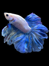 Load image into Gallery viewer, Male Rosetail - Pastle Blue #2433 - Live Betta Fish
