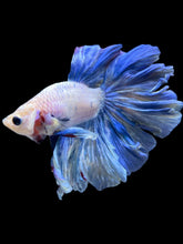 Load image into Gallery viewer, Male Rosetail - Pastle Blue #2433 - Live Betta Fish

