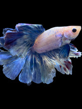 Load image into Gallery viewer, Male Rosetail - Pastle Blue #2433 - Live Betta Fish
