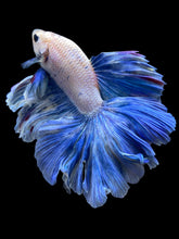 Load image into Gallery viewer, Male Rosetail - Pastle Blue #2433 - Live Betta Fish

