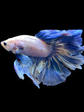 Load image into Gallery viewer, Male Rosetail - Pastle Blue #2433 - Live Betta Fish
