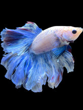 Load image into Gallery viewer, Male Rosetail - Pastle Blue #2433 - Live Betta Fish
