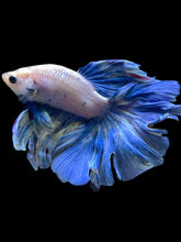 Load image into Gallery viewer, Male Rosetail - Pastle Blue #2433 - Live Betta Fish
