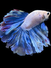 Load image into Gallery viewer, Male Rosetail - Pastle Blue #2433 - Live Betta Fish
