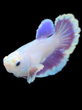 Load image into Gallery viewer, TOP GRADE Female Rosetail - Purple #2435 - Live Betta Fish
