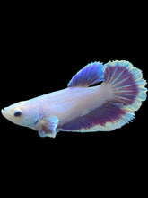 Load image into Gallery viewer, TOP GRADE Female Rosetail - Purple #2435 - Live Betta Fish
