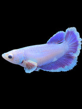 Load image into Gallery viewer, TOP GRADE Female Rosetail - Purple #2435 - Live Betta Fish

