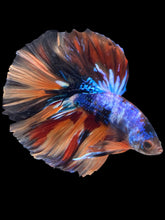 Load image into Gallery viewer, Male Halfmoon - Galaxy #2436 - Live Betta Fish
