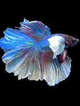 Load image into Gallery viewer, Male Rosetail - Dumbo #2436 - Live Betta Fish
