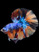 Load image into Gallery viewer, Male Halfmoon - Galaxy #2436 - Live Betta Fish
