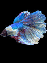 Load image into Gallery viewer, Male Rosetail - Dumbo #2436 - Live Betta Fish
