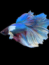 Load image into Gallery viewer, Male Rosetail - Dumbo #2436 - Live Betta Fish
