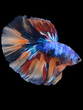 Load image into Gallery viewer, Male Halfmoon - Galaxy #2436 - Live Betta Fish
