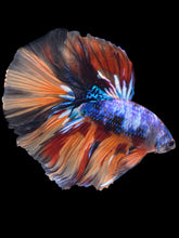 Load image into Gallery viewer, Male Halfmoon - Galaxy #2436 - Live Betta Fish
