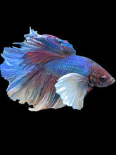 Load image into Gallery viewer, Male Rosetail - Dumbo #2436 - Live Betta Fish
