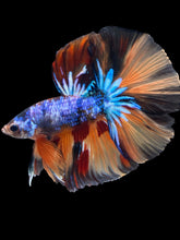 Load image into Gallery viewer, Male Halfmoon - Galaxy #2436 - Live Betta Fish
