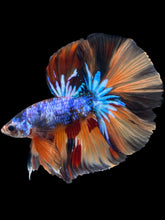 Load image into Gallery viewer, Male Halfmoon - Galaxy #2436 - Live Betta Fish
