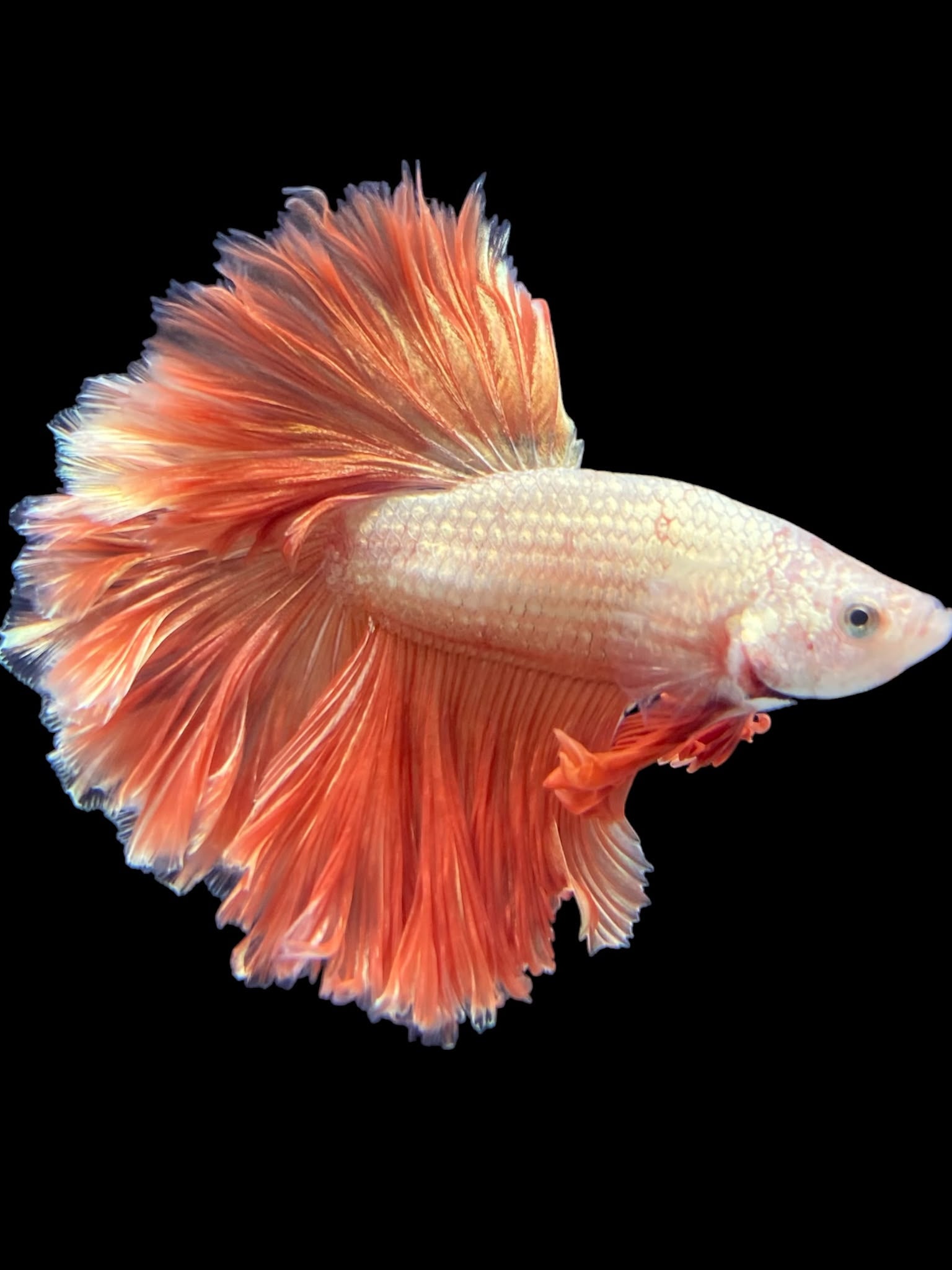 Beta Fish Climate Male Rosetail - Rosegold #2437 - Live Betta Fish – Tucky's Bettas