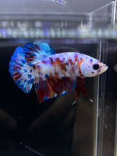 Load image into Gallery viewer, Male Halfmoon Plakat - Galaxy #2437 - Live Betta Fish
