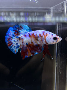 Male Halfmoon Plakat - Galaxy #2437 - Live Betta Fish