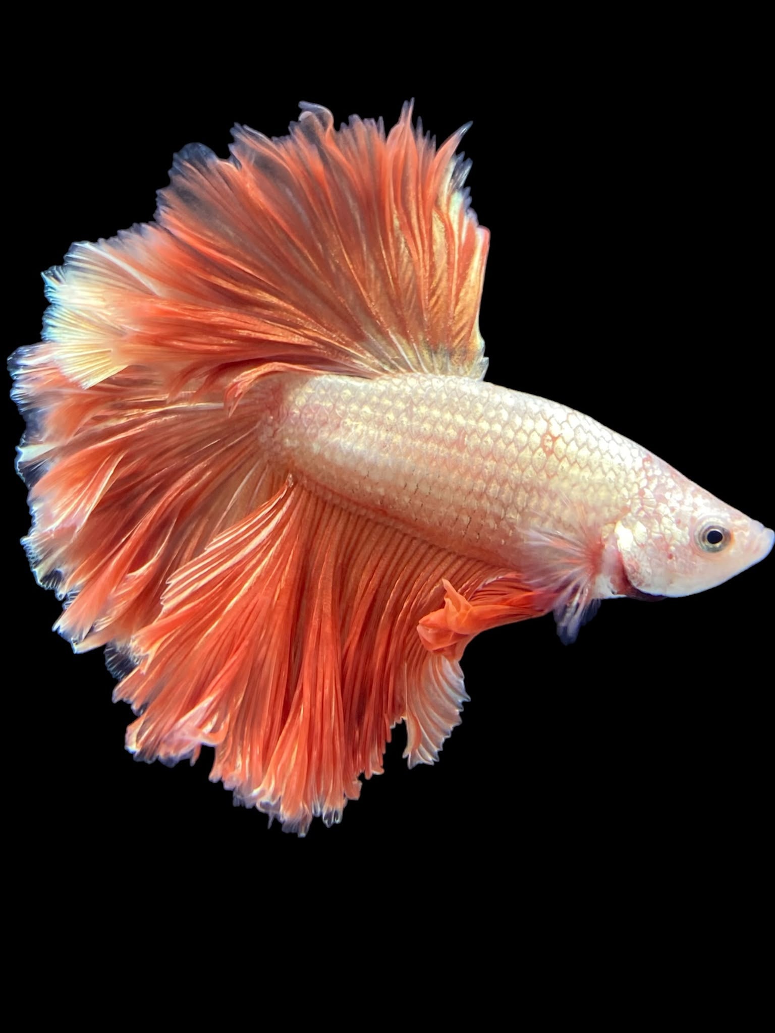 Beta Fish Climate Male Rosetail - Rosegold #2437 - Live Betta Fish – Tucky's Bettas