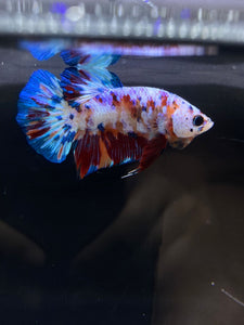 Male Halfmoon Plakat - Galaxy #2437 - Live Betta Fish