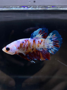 Male Halfmoon Plakat - Galaxy #2437 - Live Betta Fish