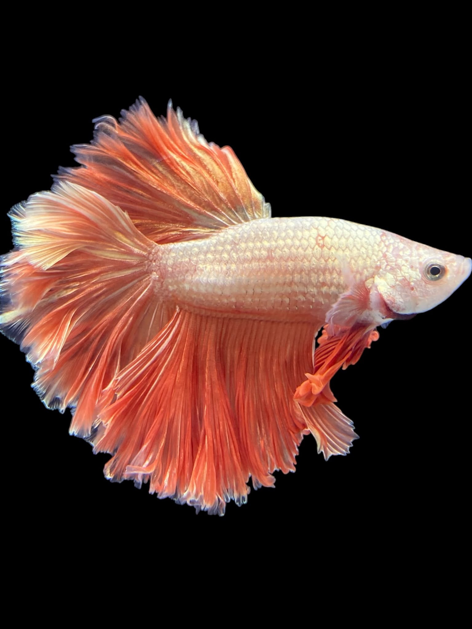 Beta Fish Climate Male Rosetail - Rosegold #2437 - Live Betta Fish – Tucky's Bettas