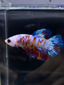 Male Halfmoon Plakat - Galaxy #2437 - Live Betta Fish