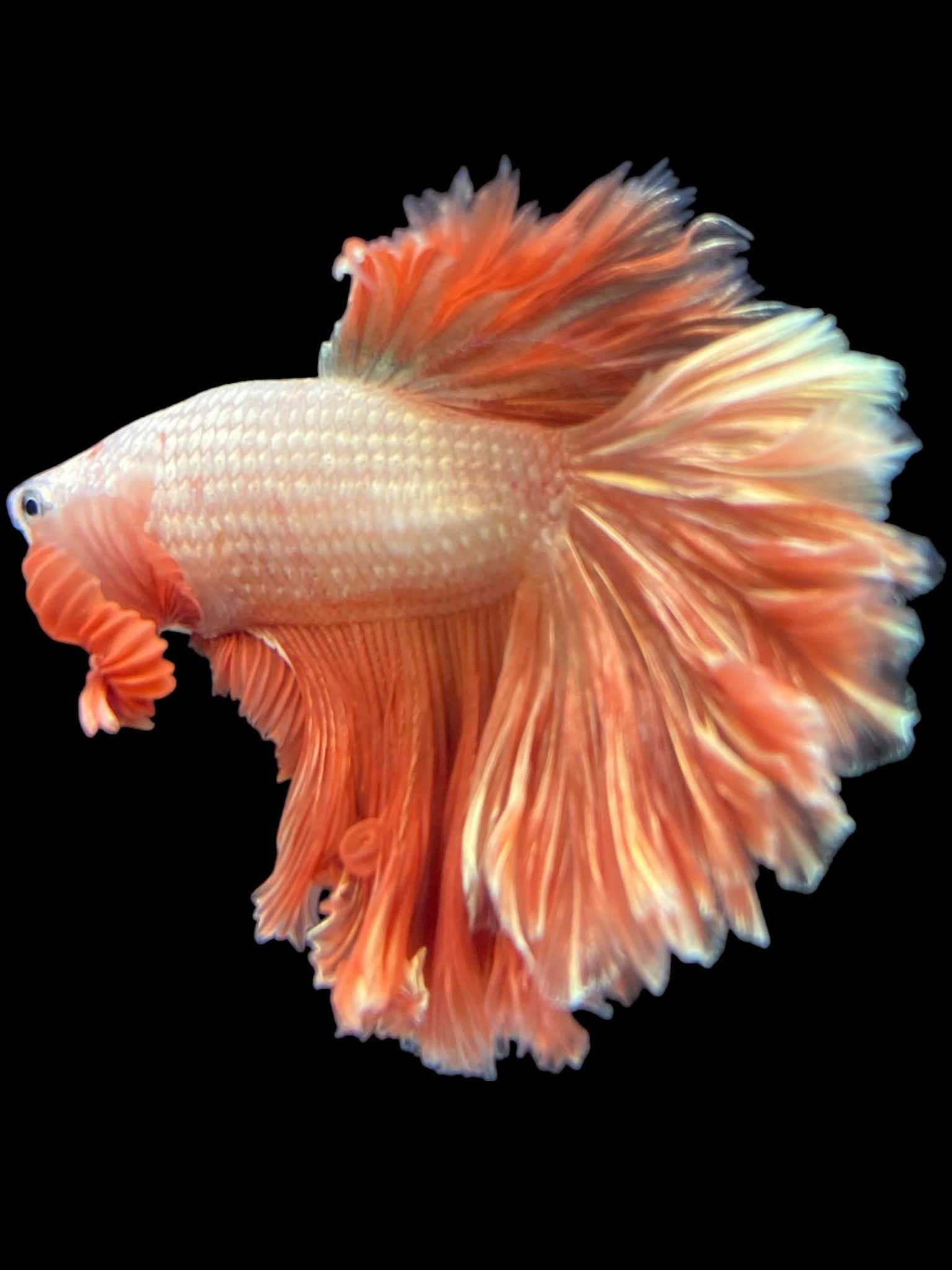 Beta Fish Climate Male Rosetail - Rosegold #2437 - Live Betta Fish – Tucky's Bettas